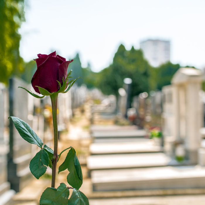 Flower on memorial stone close up